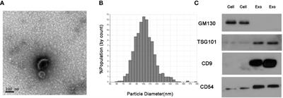 Tumor-Derived Exosomal miRNAs as Diagnostic Biomarkers in Non-Small Cell Lung Cancer